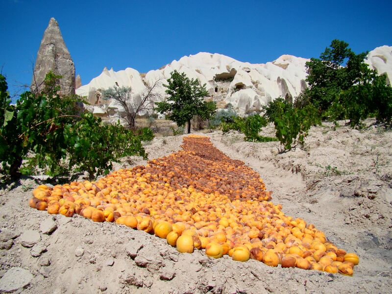 File:Apricots Drying In Cappadocia.JPG