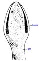 Thumbnail for version as of 19:17, 4 June 2026