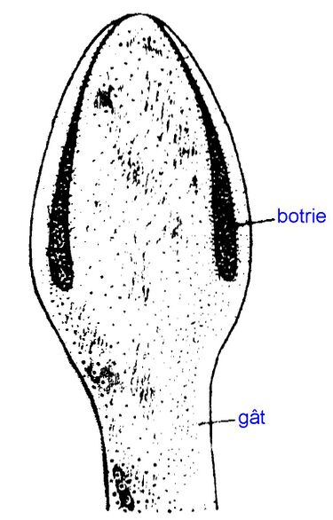 File:Botrie.jpg