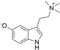 Bufotenidine