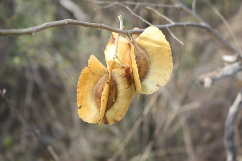 File:Combretum zeyheri MS2011ZA425.jpg