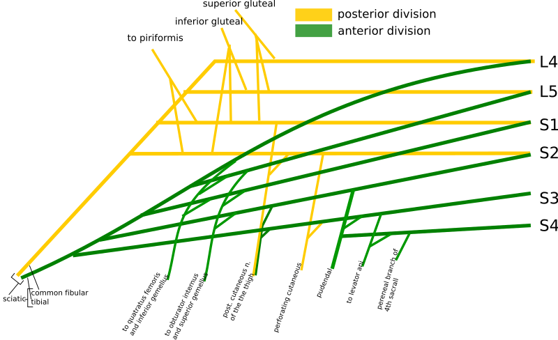 File:Sacral plexus schematic.svg