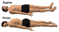 Lying (position)