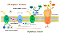 Photosynthesis