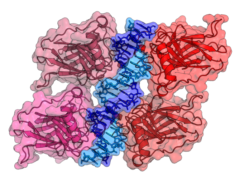 File:3KMD p53 DNABindingDomian.png