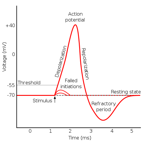 File:Action potential.svg