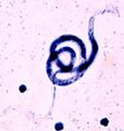 Thumbnail for version as of 03:21, 5 June 2026