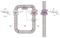 Thumbnail for version as of 13:38, 8 June 2026