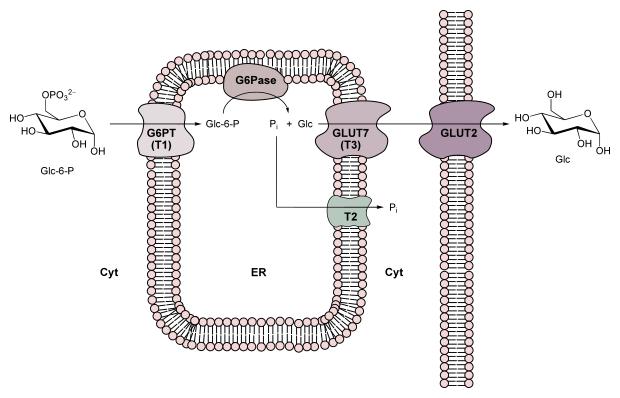 File:Glucose-6-phosphatase system.svg