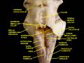 Inferior colliculus