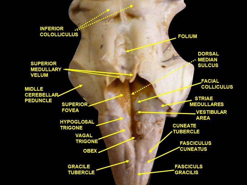 File:Slide2PITER.JPG