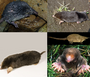 Thumbnail for version as of 22:29, 8 June 2026