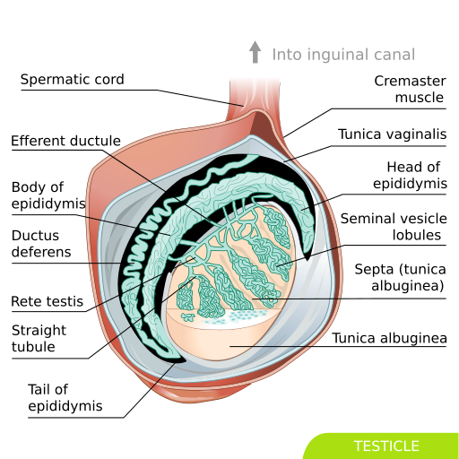 File:Testicle hariadhi.svg