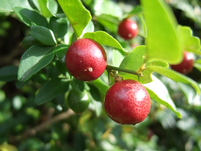 File:Triphasia trifoliata fruits.jpg