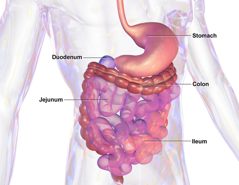File:Blausen 0432 GastroIntestinalSystem.png