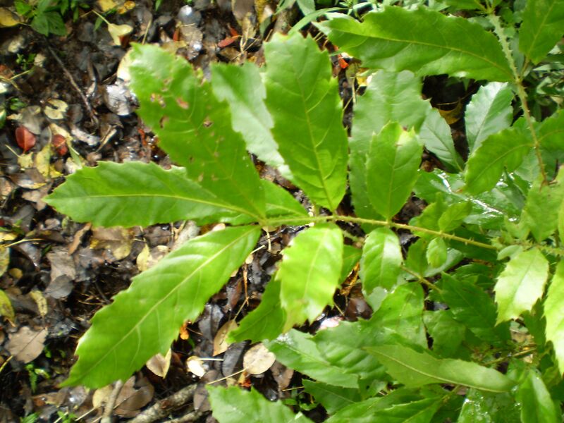 File:Davidsonia johnsonii1.JPG
