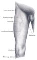 Gray's Anatomy - Knee
