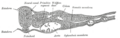 Thumbnail for version as of 17:28, 18 May 2026