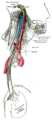 Aortic arch in relation to the heart