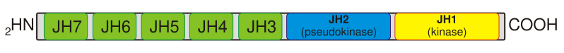 File:Jak domain structure.svg