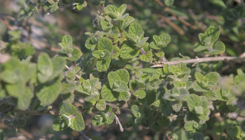 File:Majorana syriaca - za'atar.jpg