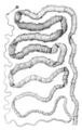 Thumbnail for version as of 03:18, 5 June 2026