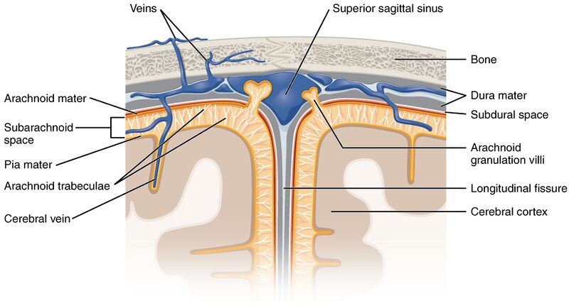 File:1316 Meningeal LayersN.jpg