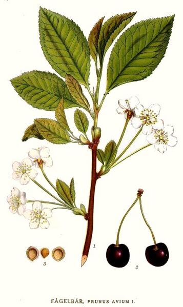File:314 Prunus avium.jpg