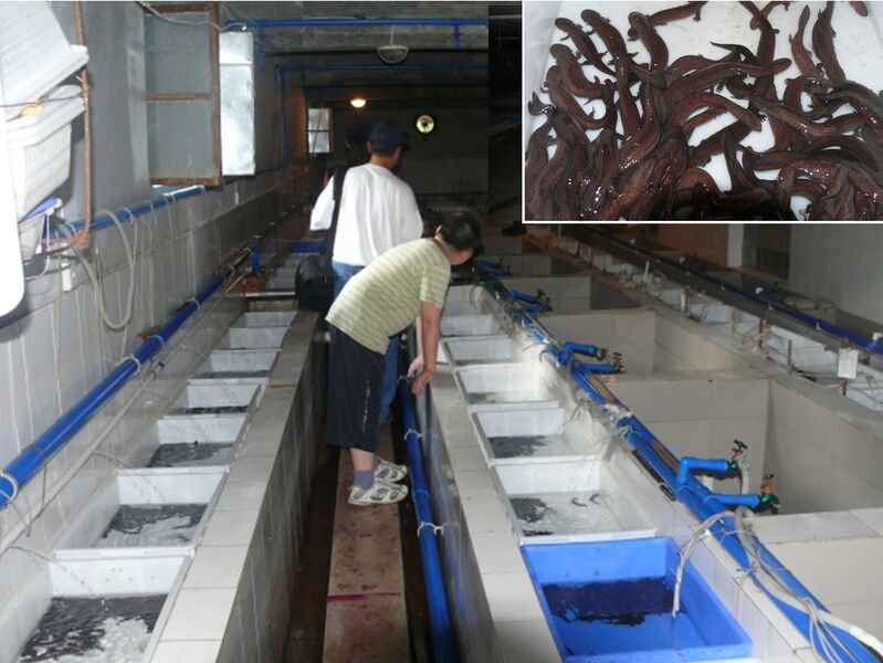 File:A. davidianus farms.jpg