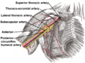 Diagram showing the branches of the axillary artery, including the thoracoacromial artery.