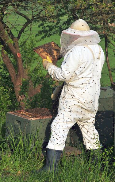File:Beekeeper keeping bees.jpg