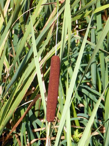 File:Bulrush (Typha latifolia) (8139113636).jpg
