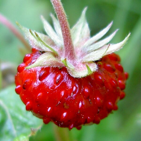 File:Fragaria vesca close-up 4 cropped.jpg