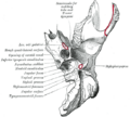 Stylopharyngeus muscle