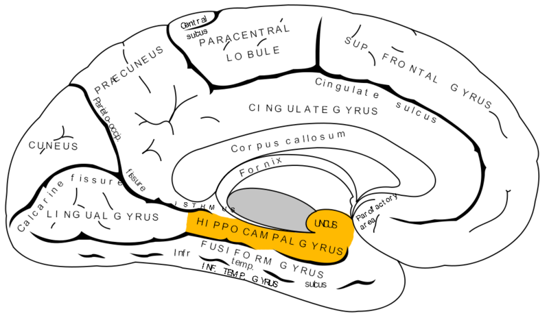 File:Gray727 parahippocampal gyrus.png