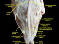 Nasociliary nerve