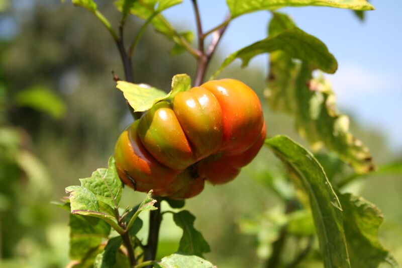 File:Solanum aethiopicum MS 2264.JPG