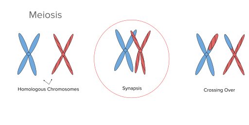 File:Synapsis during Meiosis.svg
