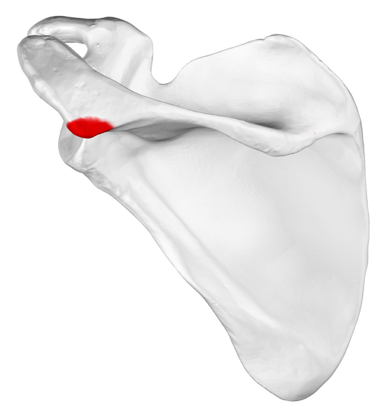 File:Acromial angle of left scapula01.png