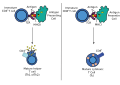 Antigen presentation
