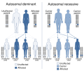 Dominance (genetics)