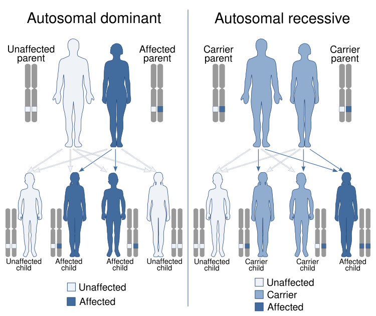 File:Autosomal dominant and recessive.svg