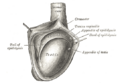 Cremaster muscle cross-section