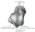 Talus bone