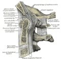 Gray's Anatomy illustration 308