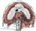 Aortic hiatus diagram from Gray's Anatomy