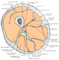 Gray's Anatomy - Quadriceps