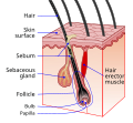 Hair follicle diagram