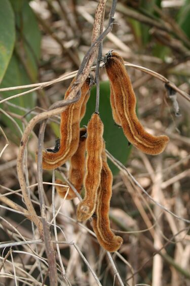 File:Mucuna poggei MS 3655.jpg