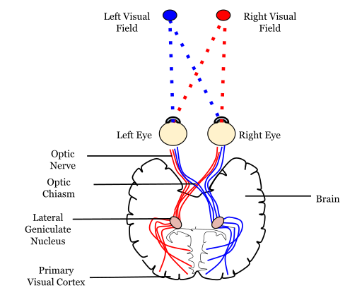 File:Neural pathway diagram.svg